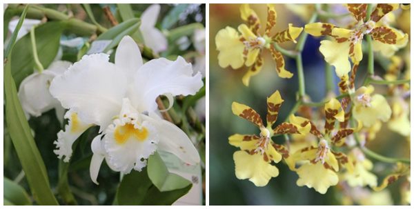 XXI Blumenfest colore Domingos Martins neste final de semana 4