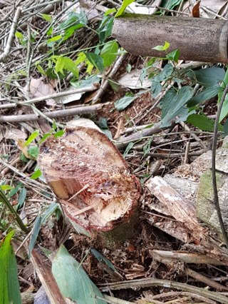 Corte de árvores em floresta preservada causa revolta a famílias em Marechal Floriano