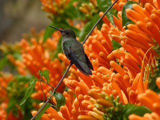 Festival das Flores em Santa Teresa no próximo fim de semana