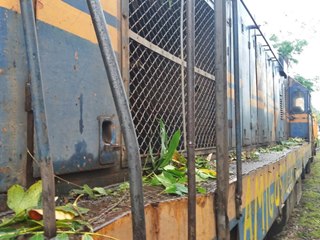 Locomotivas cheias de folhagens e galhos mostram abandono da linha 2