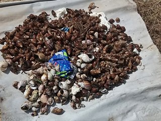 Orientações aos moradores de Santa Rita Marechal Floriano para capturar e exterminar os caramujos 3