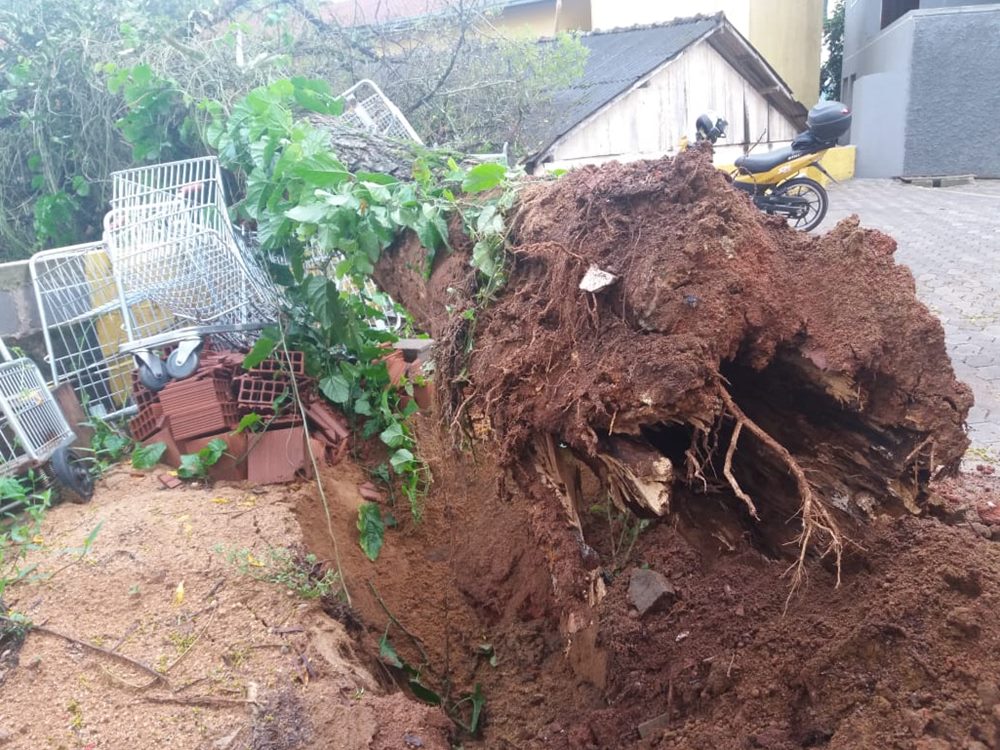 Árvore destruída por insetos desaba sobre garagem em Marechal Floriano 2