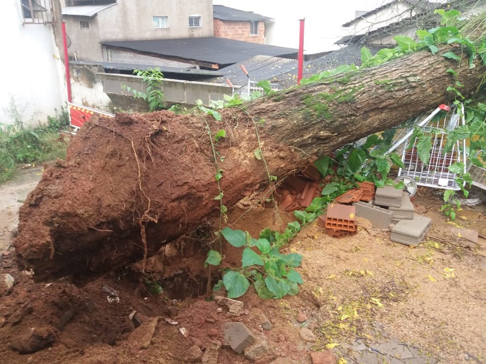 Árvore destruída por insetos desaba sobre garagem em Marechal Floriano 3