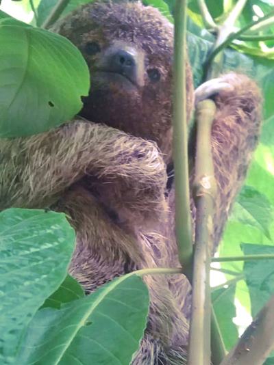 Preguica deixa a floresta e sobe em arvores de quintal em Marechal Floriano 2