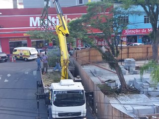 Árvore com tronco apodrecido é removida em Marechal Floriano 2