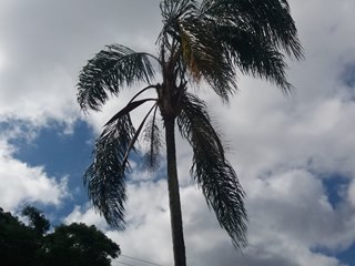 Corte de árvores que oferecem perigo na pracinha de Marechal Floriano a partir de amanhã 08 em Marechal Floriano