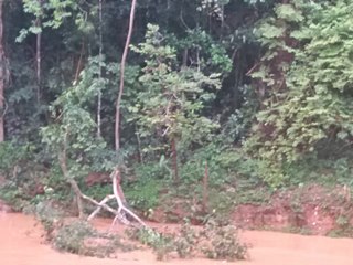 Árvores caídas na Rodovia BR 262 linha férrea e no rio assustam moradores