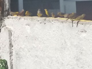 Centenas de canários e demais espécies de pássaros morrem na zona rural das montanhas do Estado