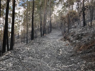 Corpo de Bombeiros debela incêndio e salva floresta nativa em Marechal Floriano 2