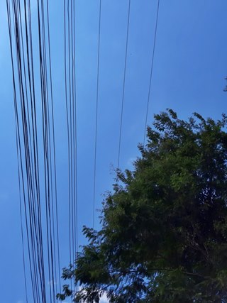 Galhos de árvores em meio a fiações elétricas preocupam moradores 2