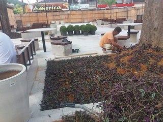Ocupação de vegetais na reforma da pracinha é concluída hoje 13 em Marechal Floriano