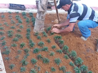 Plantados os gramados na pracinha em Marechal Floriano