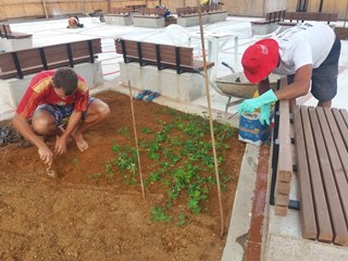Plantados os gramados na pracinha em Marechal Floriano 2