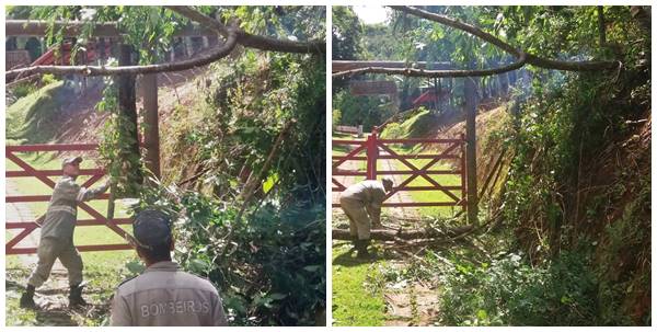 Ventos na madrugada desse domingo 10 derrubam arvore em estrada de Marechal Floriano 02