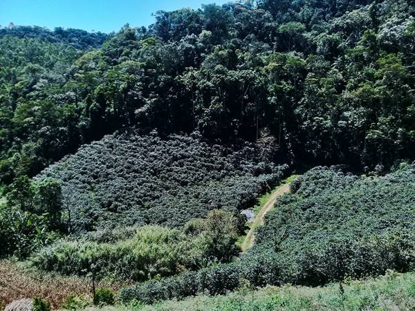 Cafe especial ja e destaque de Marechal Floriano com 10 mil sacas por ano 02
