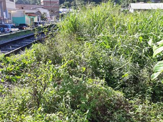 Moradores da sede de Marechal Floriano convivem com o matagais na linha férrea 2