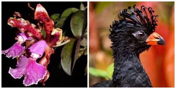 Especies da fauna e flora ameacadas serao avaliadas em workshop 02