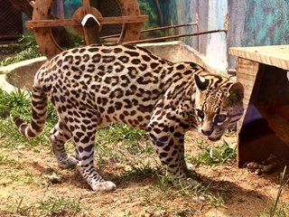 Zoo Park das Montanhas é um dos principais atrativos do ES e fica em Marechal Floriano