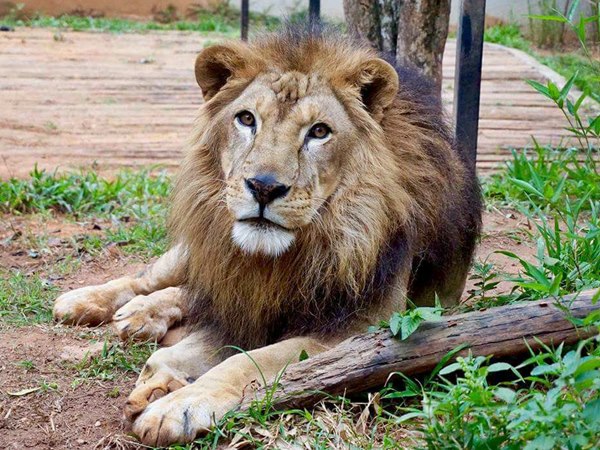 Zoo Park das Montanhas é um dos principais atrativos do ES e fica em Marechal Floriano 2