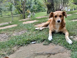 Mais de 10 cães morrem com suspeita de envenenamento em Marechal Floriano 2