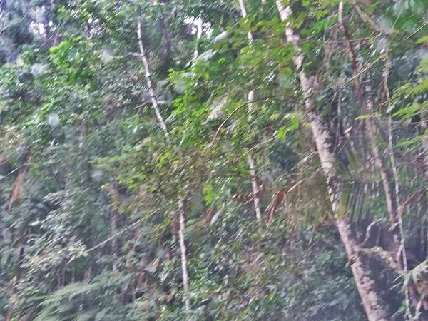 arvores ameaçam cair sobre cabos eletricos e telefonicos em Marechal Floriano 02