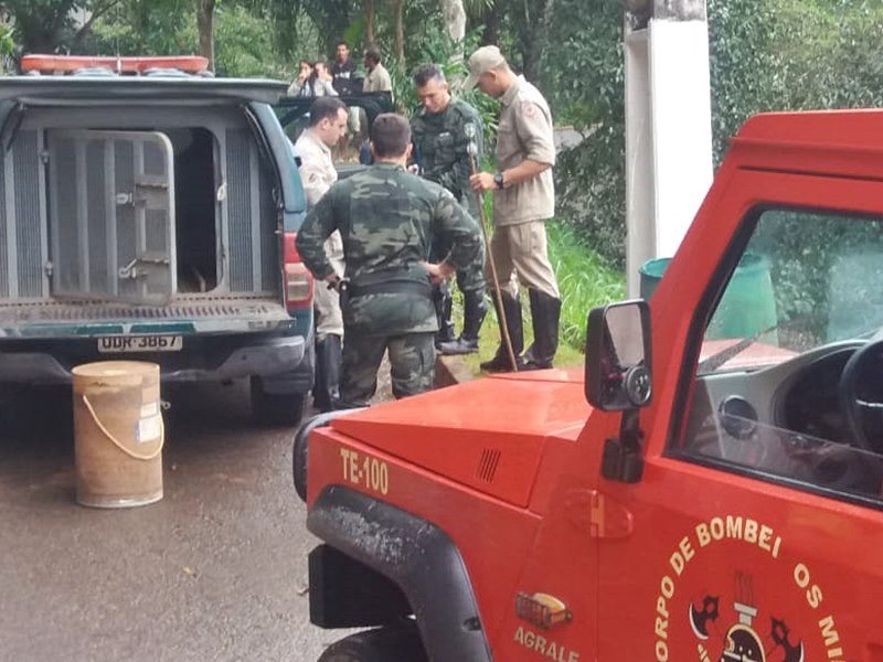 Cobra venenosa encontrada no meio de uma estrada em Marechal Floriano 2