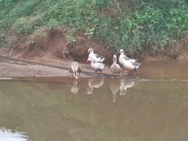 Gansos nadaram e atraíram a atencao de visitantes a quadra esportiva de Marechal Floriano 03