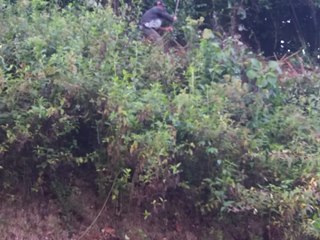 Matagais cortados ao lado de avenida em Marechal Floriano