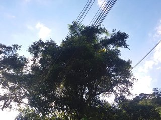 Poda de galhos de árvores sobre fiações em Marechal Floriano