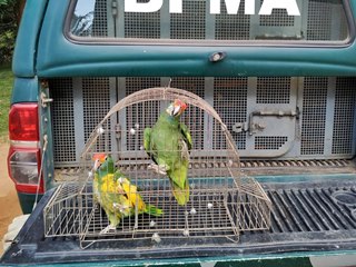 Polícia Ambiental faz apreensão de pássaros em extinção em Marechal Floriano