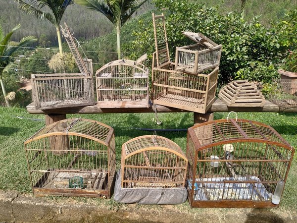 Polícia Ambiental faz apreensão de pássaros em extinção em Marechal Floriano 2