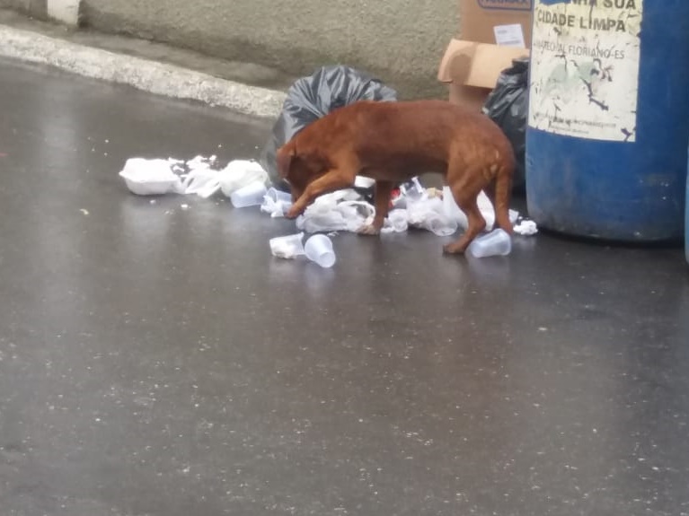 Cães invadem lixeiras em Marechal Floriano2