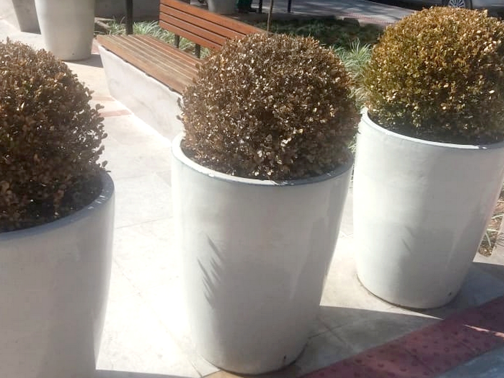 Plantas são substituídas de pracinha em Marechal Floriano1