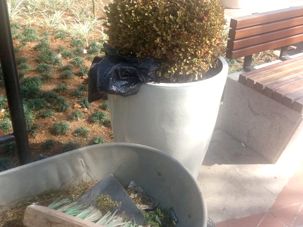 Plantas são substituídas de pracinha em Marechal Floriano3