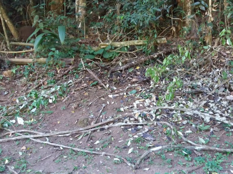 Ventos provocam quebra de galhos nas florestas em Marechal Floriano 2