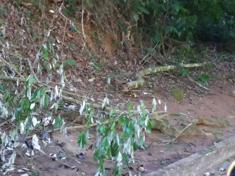 Ventos provocam quebra de galhos nas florestas em Marechal Floriano 3