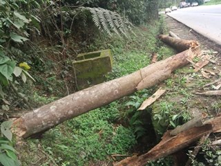Árvore apodrecida cai sobre caminhonete na BR 262 em Marechal Floriano