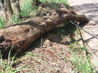 Árvore cai em estrada do interior e interrompe o tráfego em Marechal Floriano