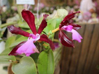 Circuito Turístico Vale do Verde em Marechal Floriano faz 10 anos 3