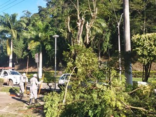 Galhos de &aacute;rvores que amea&ccedil;avam cabos el&eacute;tricos s&atilde;o cortados em Marechal Floriano 2