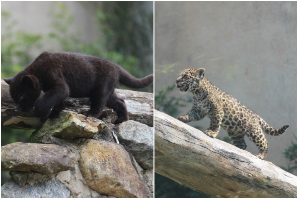Nascem primeiros filhotes de onças pintadas em cativeiro no Espírito Santo 10