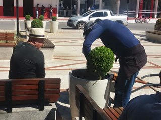 Pequenas árvores mortas na Praça de Marechal Floriano são substituídas por novas