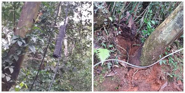 Postes e cabos telefonicos rompidos nos galhos de arvores em Marechal Floriano 02