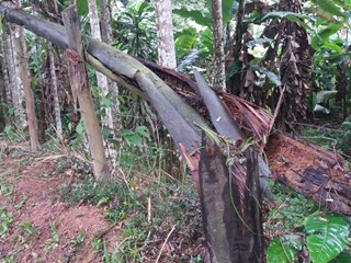 Postes e galhos de árvores caem no piso de estrada na zona rural de Marechal Floriano 2