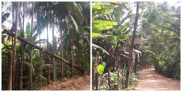 Cabos telefonicos rompidos e poste caido nao foram reparados em Marechal Floriano 02