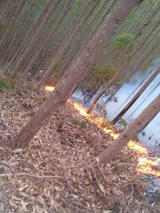 Fogo destrói vegetação e assusta moradores em Santa Maria de Jetibá