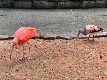 Zoológico se torna referência na reprodução de animais no Espírito Santo