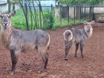 Zoológico se torna referência na reprodução de animais no Espírito Santo 2