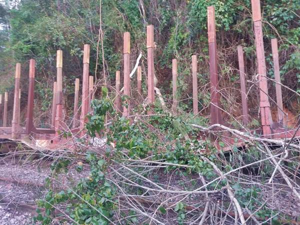 Arvores caem sobre vagoes ferroviarios e aterrorizam moradores em Marechal Floriano 02