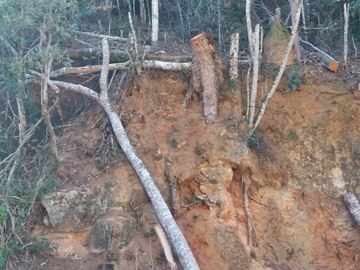 &Aacute;rvores que amea&ccedil;avam a seguran&ccedil;a dos moradores s&atilde;o cortadas em Marechal Floriano